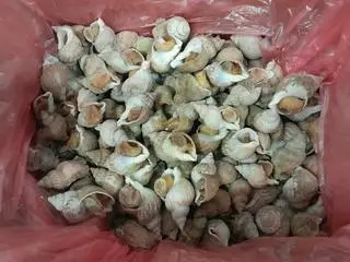 Hình ảnh Bulot pháp 