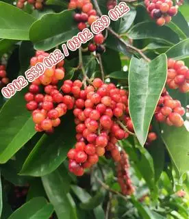 Hình ảnh Chòi Mòi rừng 500gr
