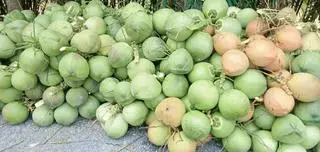 Hình ảnh dừa tươi trái lớn 