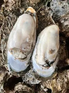 Hình ảnh Hàu đại dương nguyên con size trung