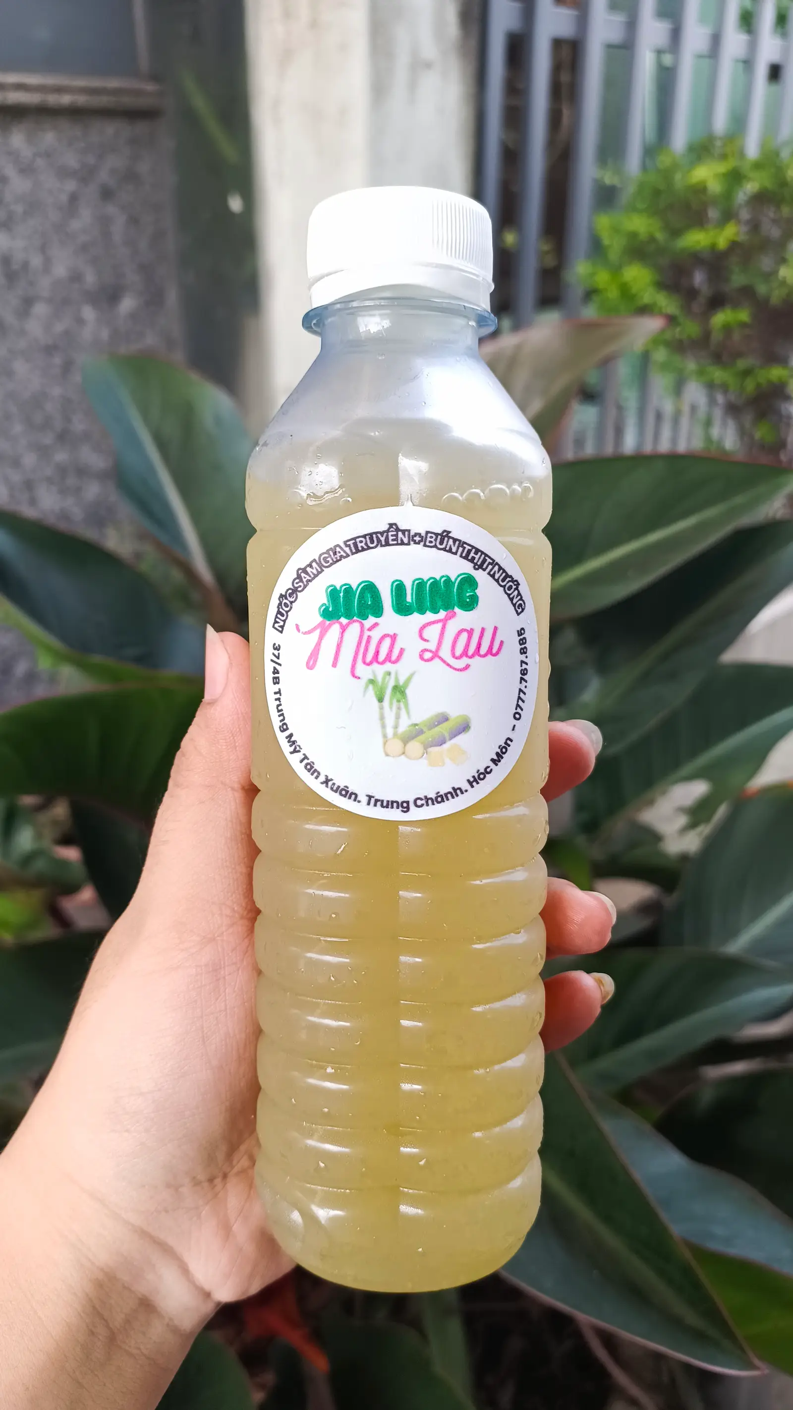 Hình ảnh Sâm Mía Lau