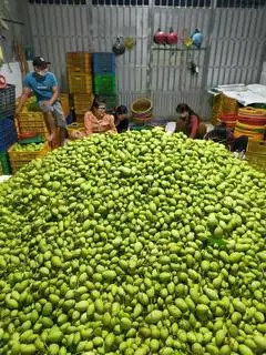 Hình ảnh Xoài Non