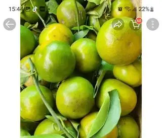 Hình ảnh mía quýt+thơm
