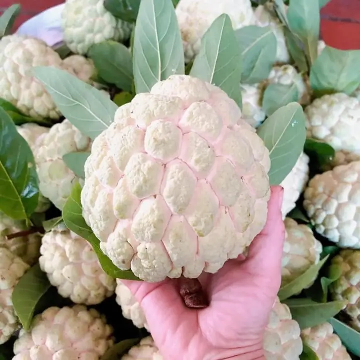 Hình ảnh Na lạng sơn size to