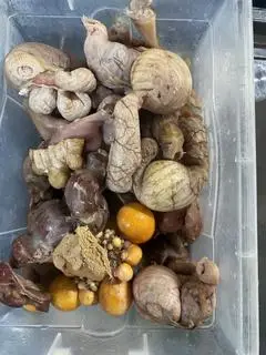 Hình ảnh Lòng mề -Trứng tràng