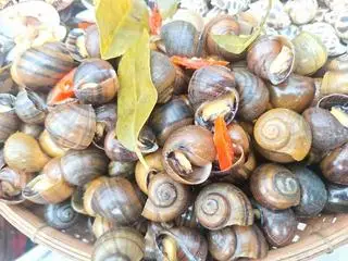 Hình ảnh Ốc Lát Hấp Sả