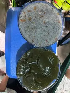 Hình ảnh Sương sâm, hột é
