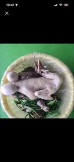 Hình ảnh Gà Tre Hấp Hành Nguyên Con