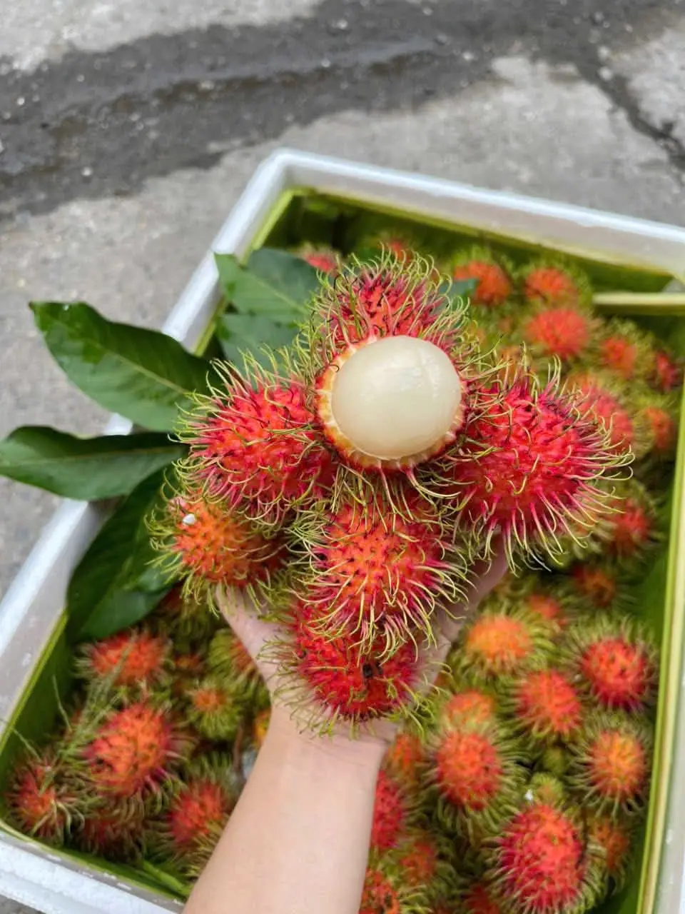 Hình ảnh Chôm Chôm. Thái