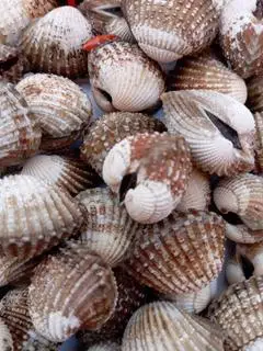 Hình ảnh sò huyết 