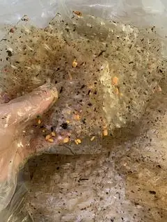Hình ảnh LÁ RONG BIỂN