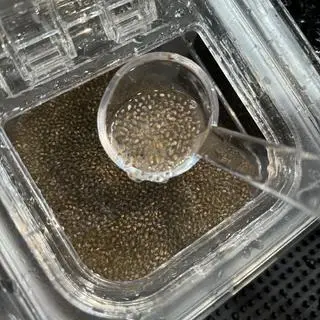 Hình ảnh Hạt Chia