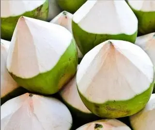 Hình ảnh dừa mã lai vĩnh long
