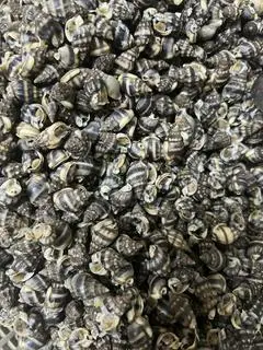 Hình ảnh Ốc Dừa Biển Xốc Muối 