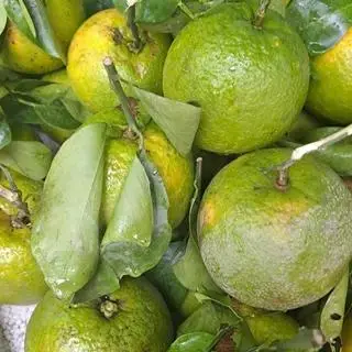 Hình ảnh cam soàn 1 kg