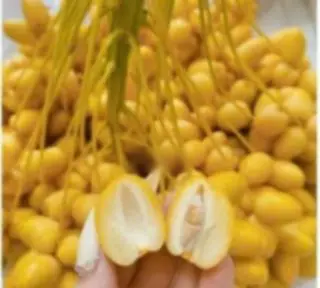 Hình ảnh Quả CHÀ LÀ tươi nguyên cành(500g)