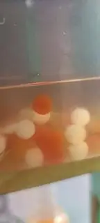 Hình ảnh hồng trà trân châu 