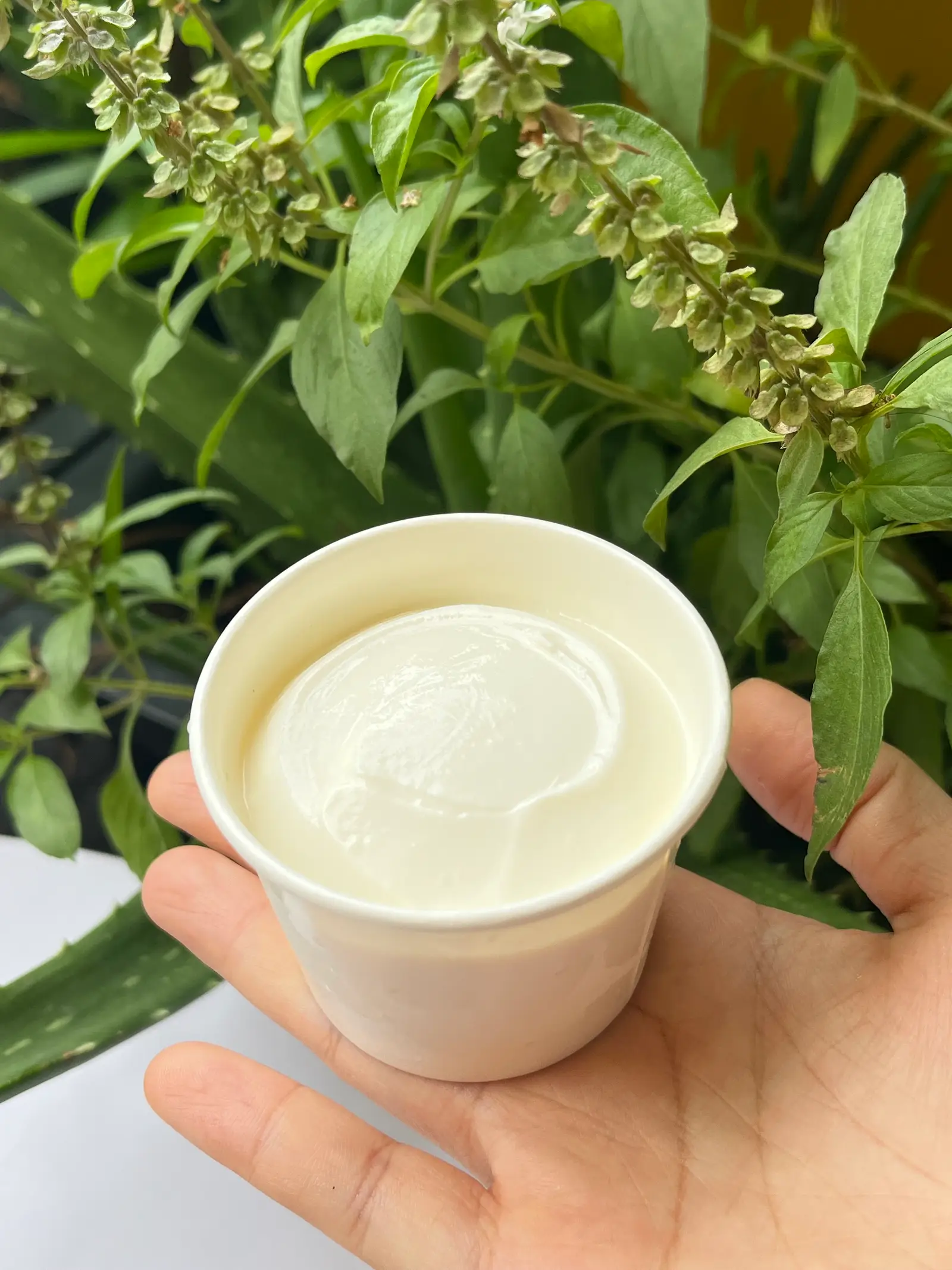 Hình ảnh (Không đường TT) 1 hũ 125G Sữa chua Hy Lạp lên men truyền thống