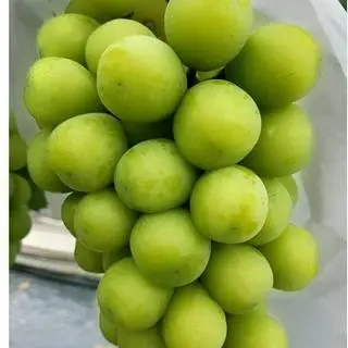 Hình ảnh Nho sữa xanh hộp 500gr
