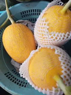 Hình ảnh Dưa lưới Vàng 1 kg