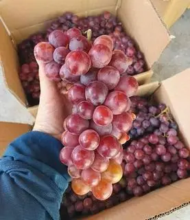 Hình ảnh Nho đỏ có hạt -300g