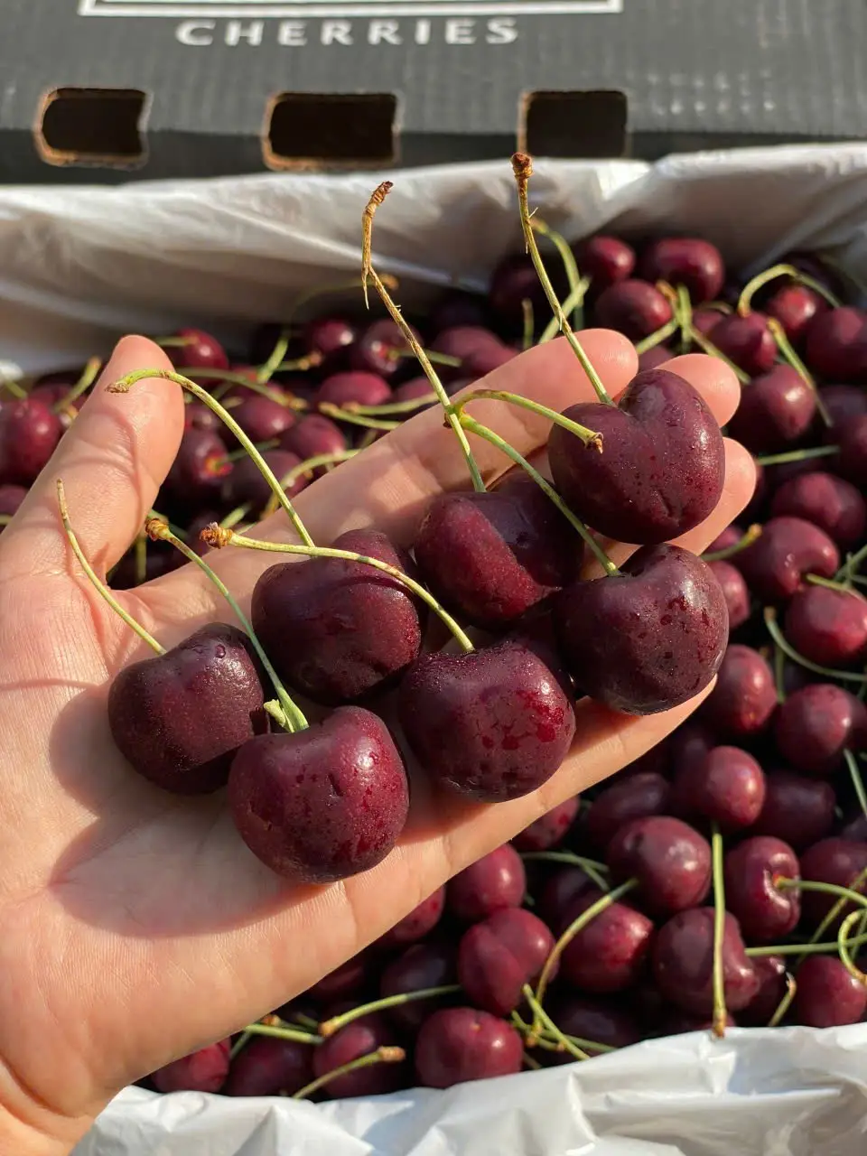 Hình ảnh Cherry