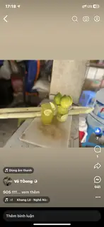 Hình ảnh ( MÍA CHẢNH) Mía nước hoa 
