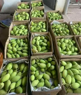 Hình ảnh 1kg xoài bao tử kèm muối chấm