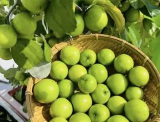 Hình ảnh Táo