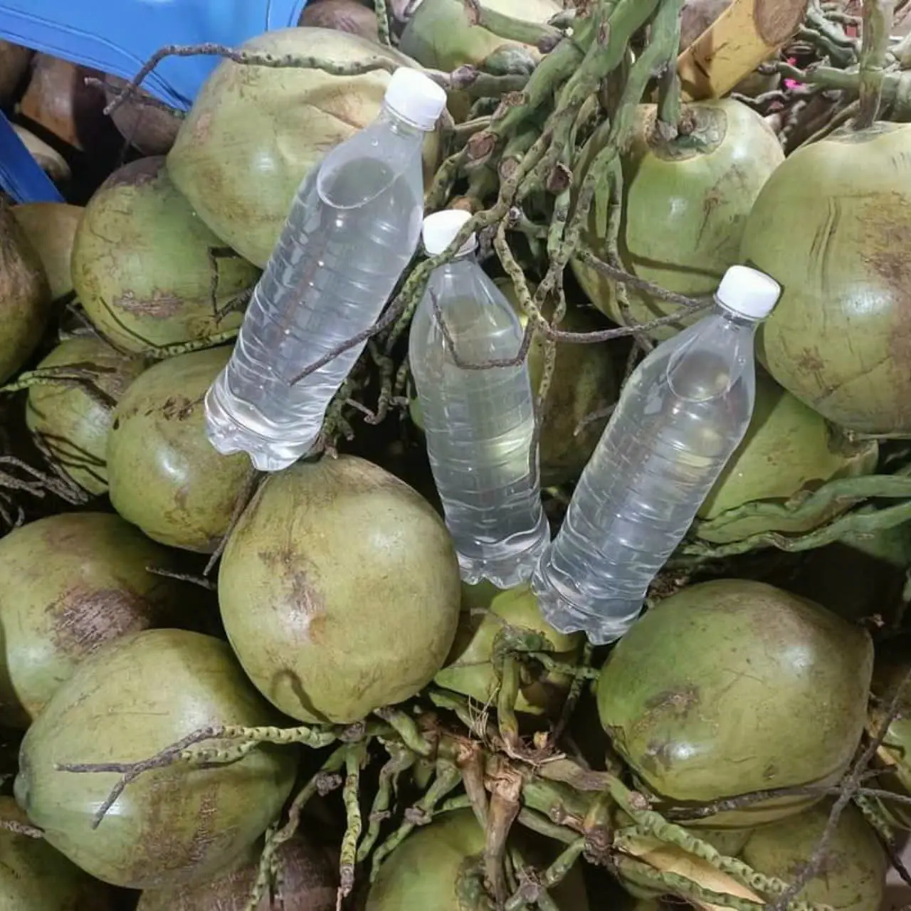 Hình ảnh nước dừa xiêm nguyên chất  1lit