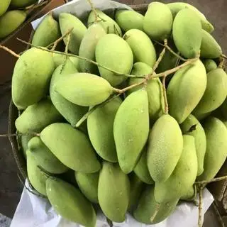 Hình ảnh Combo: 2kg xoài bao tử - 1 cốc nước mía 500ml