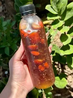Hình ảnh Trà bí đao hạt chia