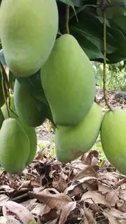 Hình ảnh Xoài siêu chua kèm muối ớt chấm