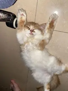 Hình ảnh Chè thái đậu đỏ
