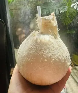 Hình ảnh dừa xiêm xanh 