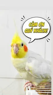 Hình ảnh mời khách iu xem ạ 