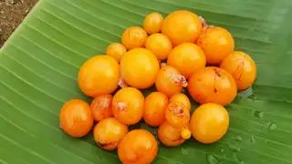 Hình ảnh Trứng non tươi