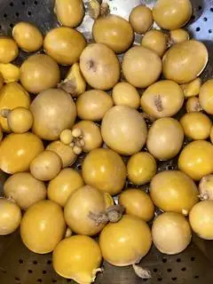 Hình ảnh Trứng non
