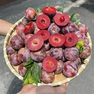 Hình ảnh Mận bắc 