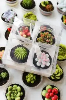Hình ảnh Set 4 rau câu sen đá