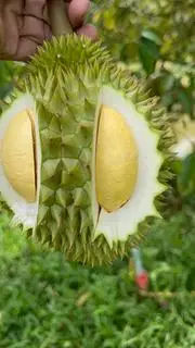 Hình ảnh Sầu riêng trái 3 ký