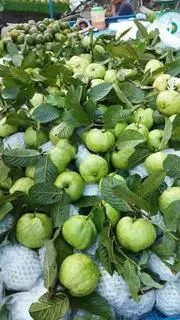 Hình ảnh Ổi Nữ Hoàng 1 kg