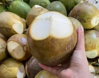 Hình ảnh DỪA XIÊM TRÁI 