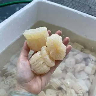 Hình ảnh sứa đạn mắm nhĩ