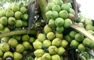 Hình ảnh dừa xiêm bến tre
