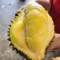 Hình ảnh Sầu thái monthong