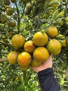 Hình ảnh quýt đường chín ngọt