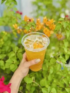 Hình ảnh Trà Xoài 
