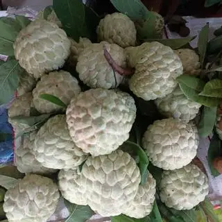 Hình ảnh na đồng bành size nhỏ(1kg)