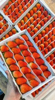 Hình ảnh Dâu tươi mỗi ngày ( hộp
